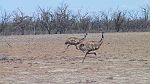 30-Emus in flight on Lindsay Island